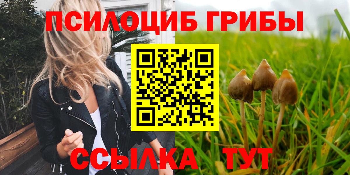 Галлюциногенные грибы Psilocybe Апатиты